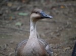 埼玉県こども動物自然公園の写真のサムネイル写真139