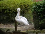 埼玉県こども動物自然公園の写真のサムネイル写真140