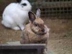 埼玉県こども動物自然公園の写真のサムネイル写真144