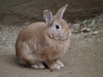 埼玉県こども動物自然公園の写真のサムネイル写真146