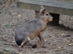 埼玉県こども動物自然公園の写真のサムネイル写真147