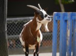 埼玉県こども動物自然公園の写真のサムネイル写真149