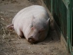 埼玉県こども動物自然公園の写真のサムネイル写真150