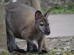 埼玉県こども動物自然公園の写真のサムネイル写真152