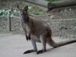 埼玉県こども動物自然公園の写真のサムネイル写真153