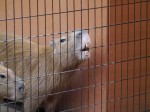 埼玉県こども動物自然公園の写真のサムネイル写真154