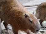 埼玉県こども動物自然公園の写真のサムネイル写真155