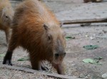 埼玉県こども動物自然公園の写真のサムネイル写真156