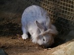 埼玉県こども動物自然公園の写真のサムネイル写真160