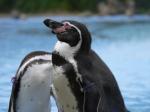 埼玉県こども動物自然公園の写真のサムネイル写真227