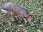 埼玉県こども動物自然公園の写真のサムネイル写真231