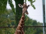 埼玉県こども動物自然公園の写真のサムネイル写真239