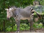 埼玉県こども動物自然公園の写真のサムネイル写真240