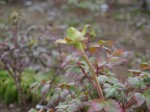 東松山ぼたん園の写真のサムネイル写真4