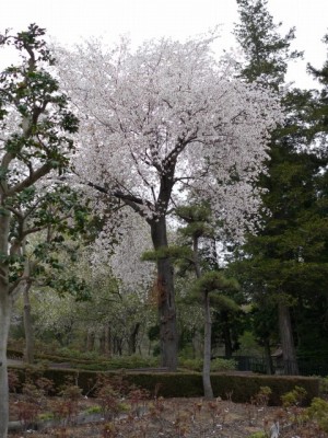 東松山ぼたん園の写真5