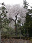 東松山ぼたん園の写真のサムネイル写真5