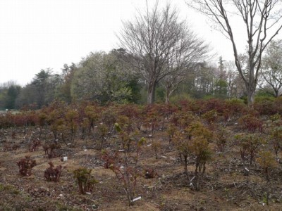 東松山ぼたん園の写真7