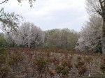 東松山ぼたん園の写真のサムネイル写真9