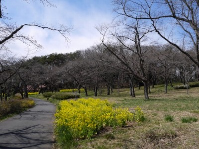 国営武蔵丘陵森林公園（南口）の写真6
