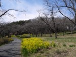 国営武蔵丘陵森林公園（南口）の写真のサムネイル写真6