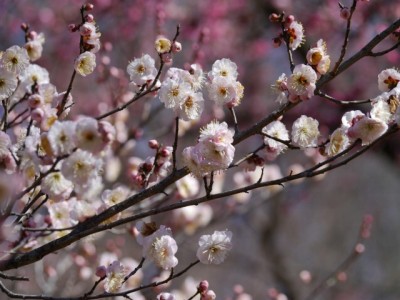 国営武蔵丘陵森林公園（南口）の写真19