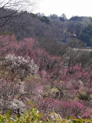 国営武蔵丘陵森林公園（南口）の写真21