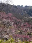 国営武蔵丘陵森林公園（南口）の写真のサムネイル写真21
