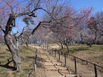 国営武蔵丘陵森林公園（南口）の写真のサムネイル写真29