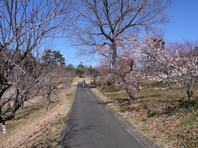 国営武蔵丘陵森林公園（南口）の写真30