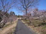 国営武蔵丘陵森林公園（南口）の写真のサムネイル写真30