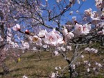 国営武蔵丘陵森林公園（南口）の写真のサムネイル写真31