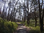 国営武蔵丘陵森林公園（南口）の写真のサムネイル写真39
