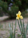 国営武蔵丘陵森林公園（中央口）の写真のサムネイル写真4