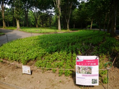 国営武蔵丘陵森林公園（西口）の写真22