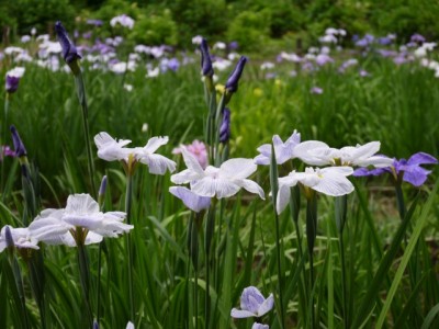 狭山市智光山公園の写真10