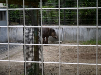 狭山市智光山公園こども動物園の写真5