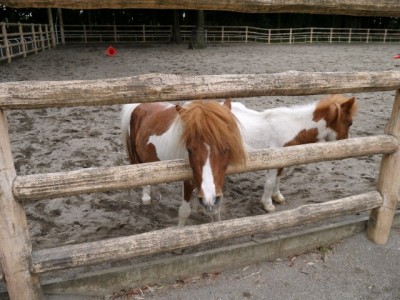 狭山市智光山公園こども動物園の写真6