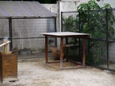 狭山市智光山公園こども動物園の写真7