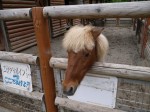 狭山市智光山公園こども動物園の写真のサムネイル写真8