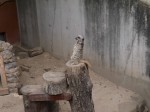 狭山市智光山公園こども動物園の写真のサムネイル写真9