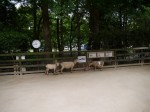 狭山市智光山公園こども動物園の写真のサムネイル写真21