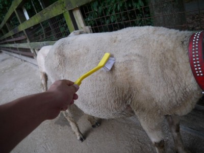 狭山市智光山公園こども動物園の写真22