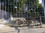 狭山市智光山公園こども動物園の写真のサムネイル写真38