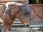 狭山市智光山公園こども動物園の写真のサムネイル写真44