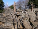 狭山市智光山公園こども動物園の写真のサムネイル写真47
