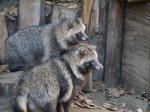 狭山市智光山公園こども動物園の写真のサムネイル写真48