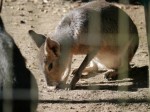 狭山市智光山公園こども動物園の写真のサムネイル写真49