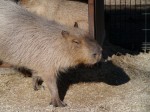 狭山市智光山公園こども動物園の写真のサムネイル写真51