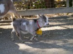 狭山市智光山公園こども動物園の写真のサムネイル写真54