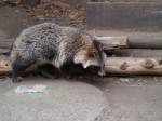 狭山市智光山公園こども動物園の写真のサムネイル写真57